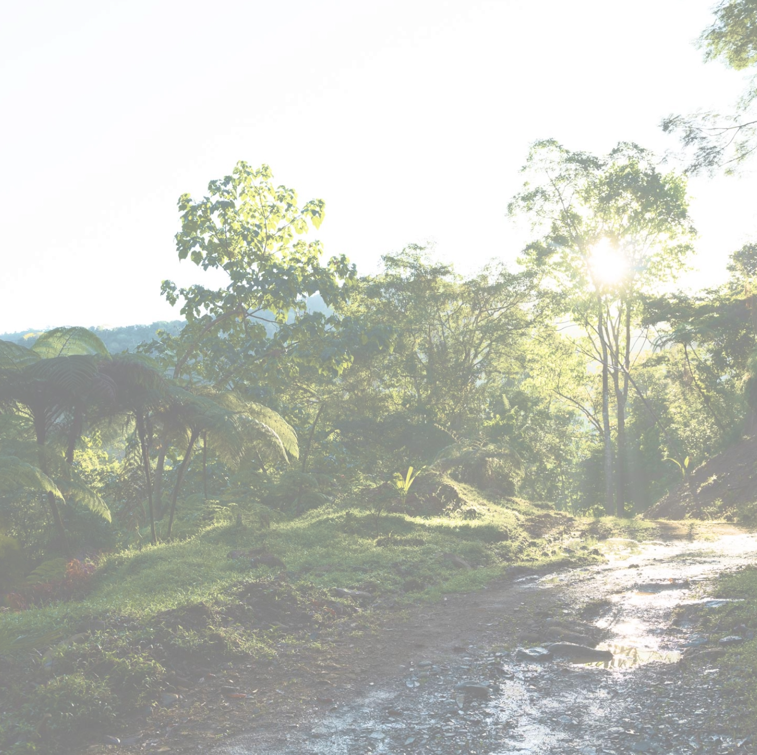 Faded image of jungle trees